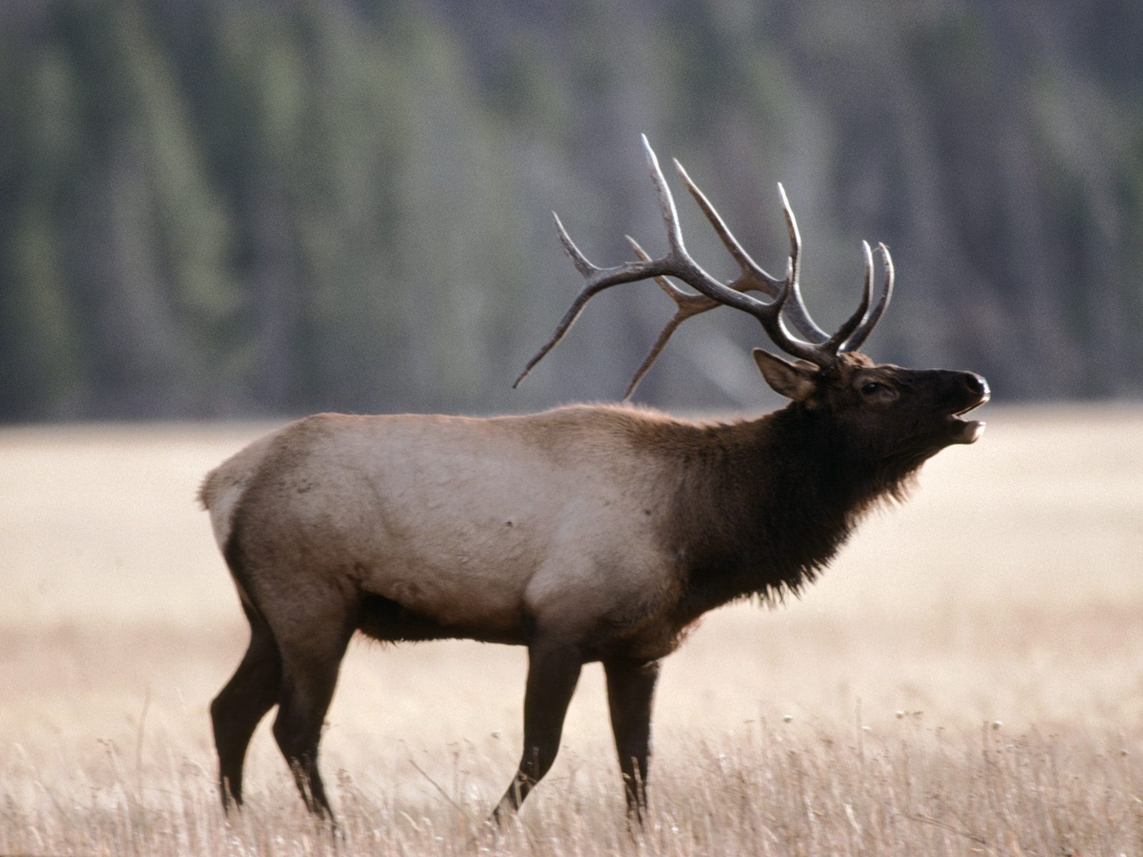 Boom Pow Twang: Countdown for Elk