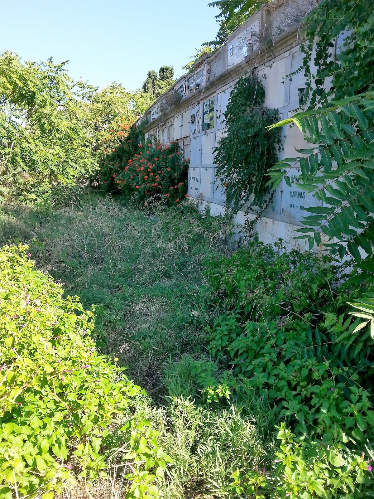 Cagliari In Verde La Situazione Al Cimitero Di Bonaria