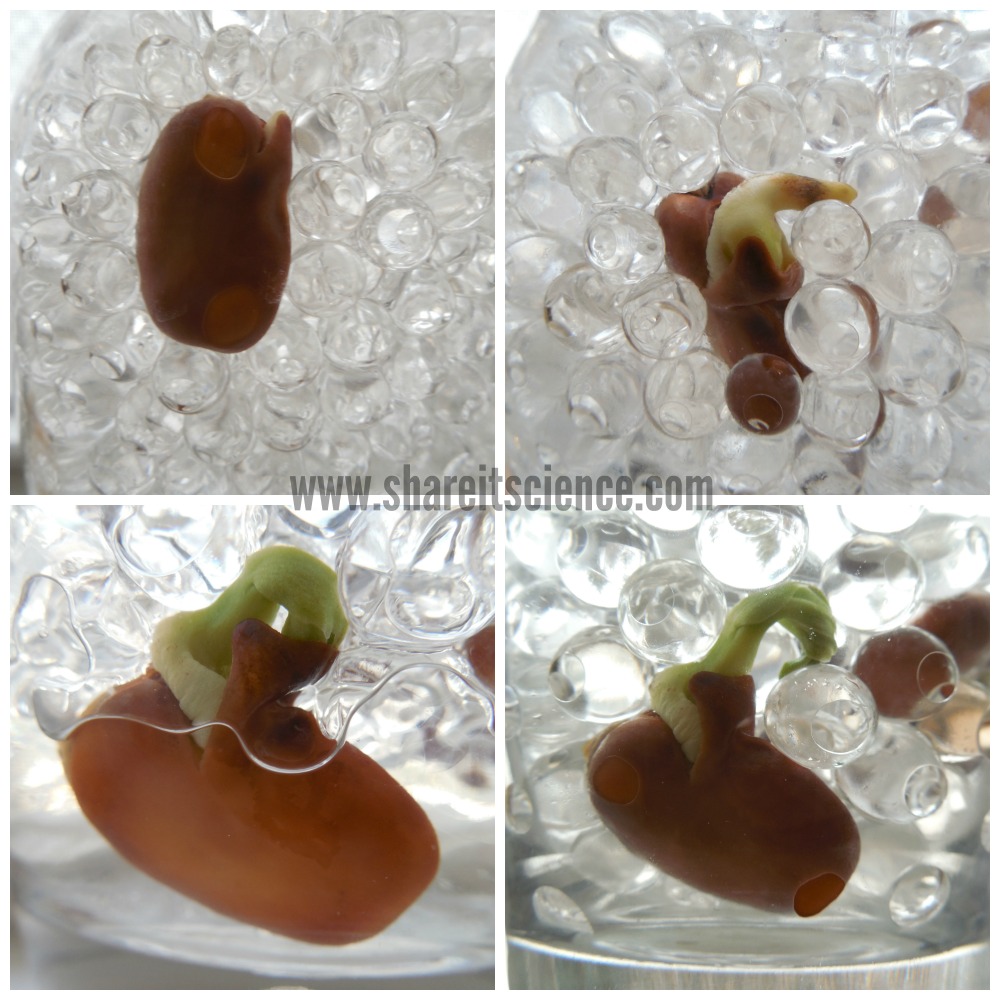 Share it! Science DIY Seed Germination Jar A MustHave for Your