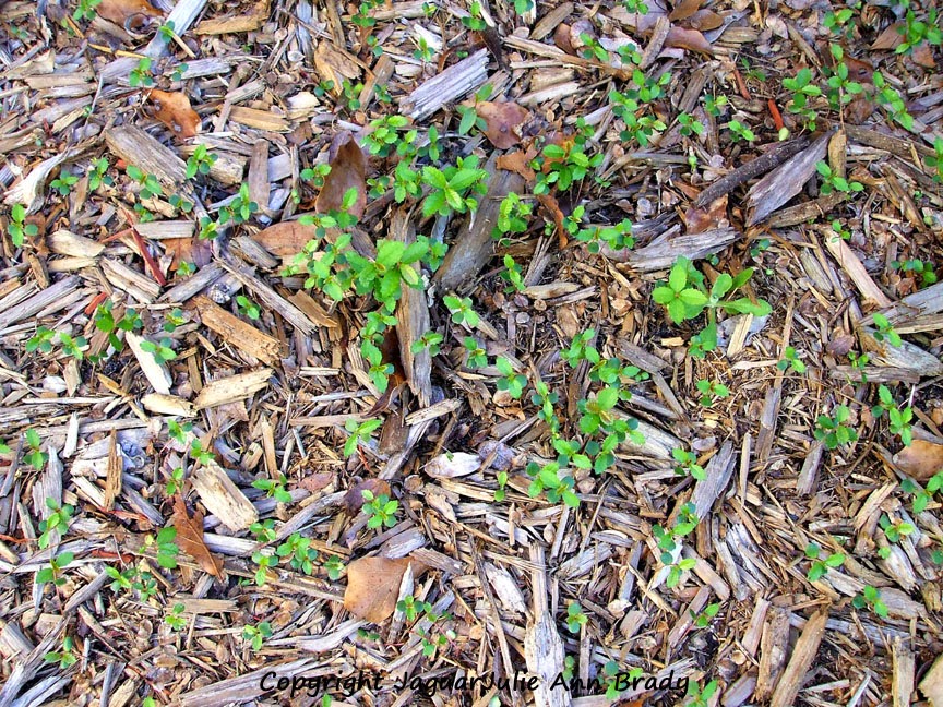 Drake Chinese Elm Seedlings in the side yard cypress mulch Drake Chinese Elm Seedlings in the side yard cypress mulch