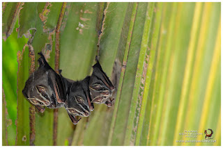 Tent-making Bats (Uroderma bilobatum)