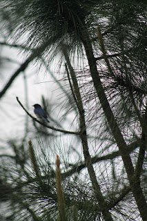 Aves y detalles del camino Aves y detalles del camino