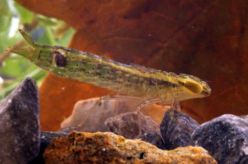 dragonfly larvae picture dragonfly larvae picture