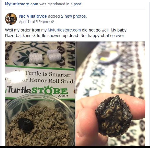 Buy Turtles Online Turtle Shack and Now............... (My Turtle