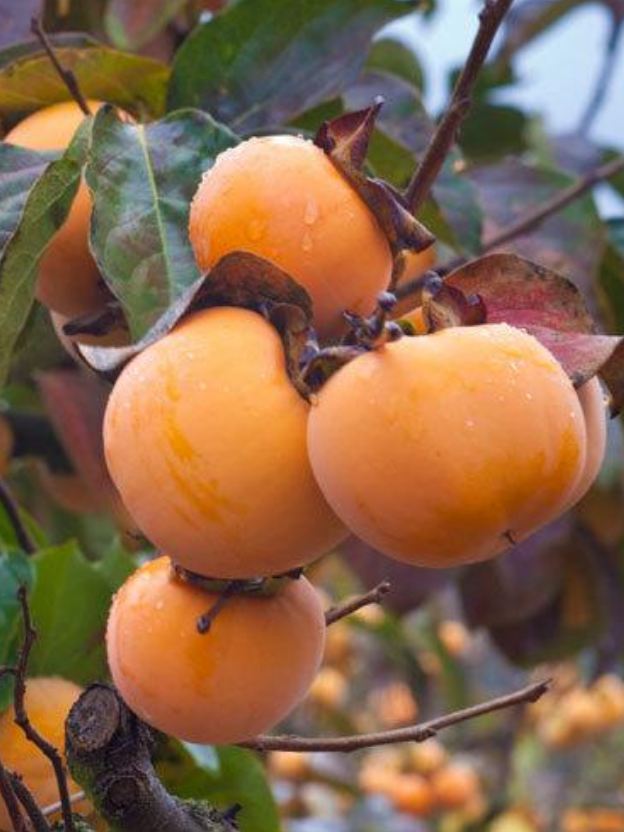 How to Plant and Grow Persimmon, Growing Persimmons From Seed