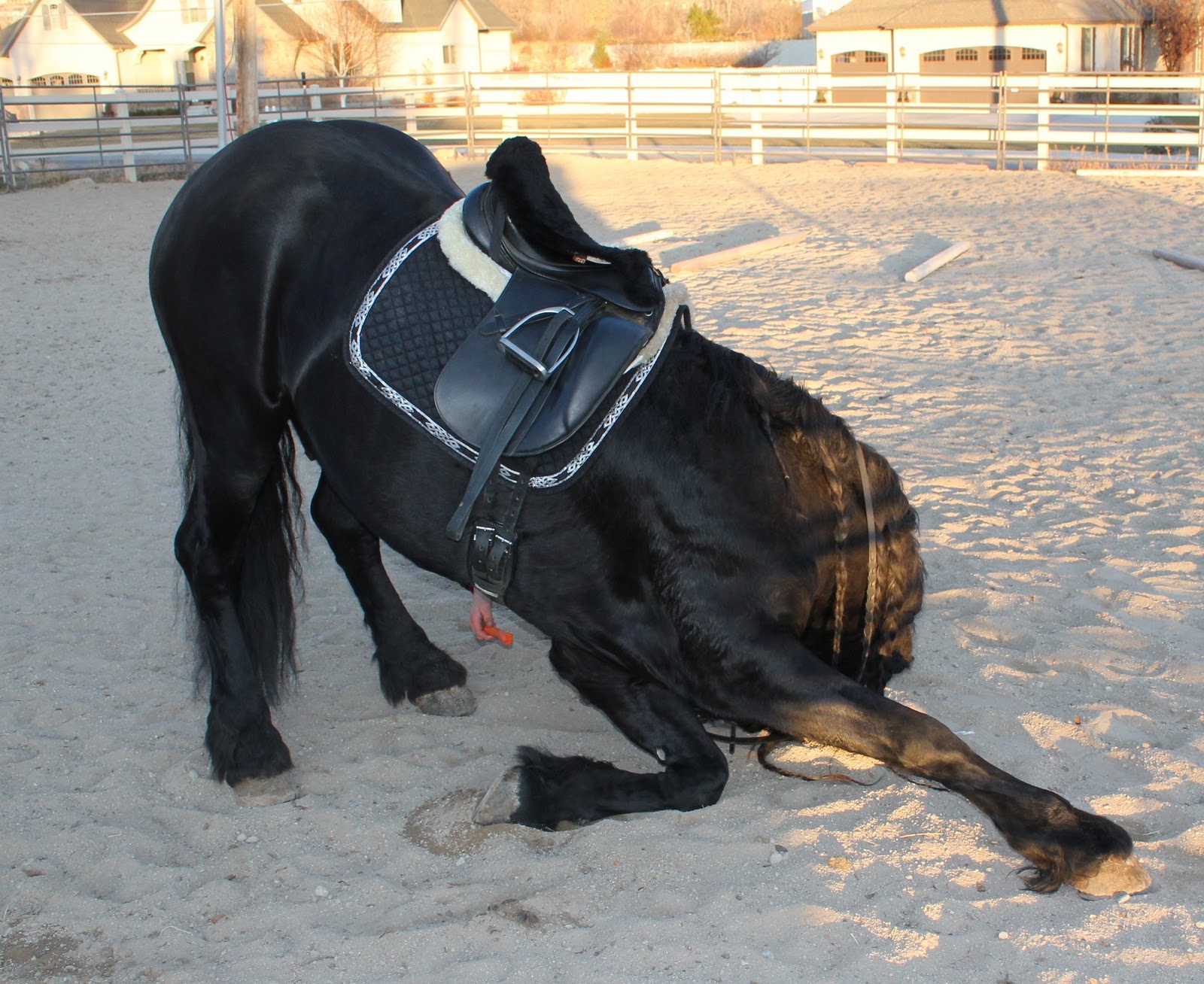 Royal Grove Stables Blog: HOW TO TEACH A HORSES TO BOW