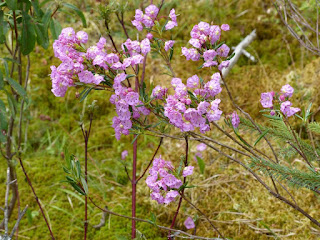 Kalmia à feuilles d'andromède - Kalmia polifolia Kalmia à feuilles d'andromède - Kalmia polifolia