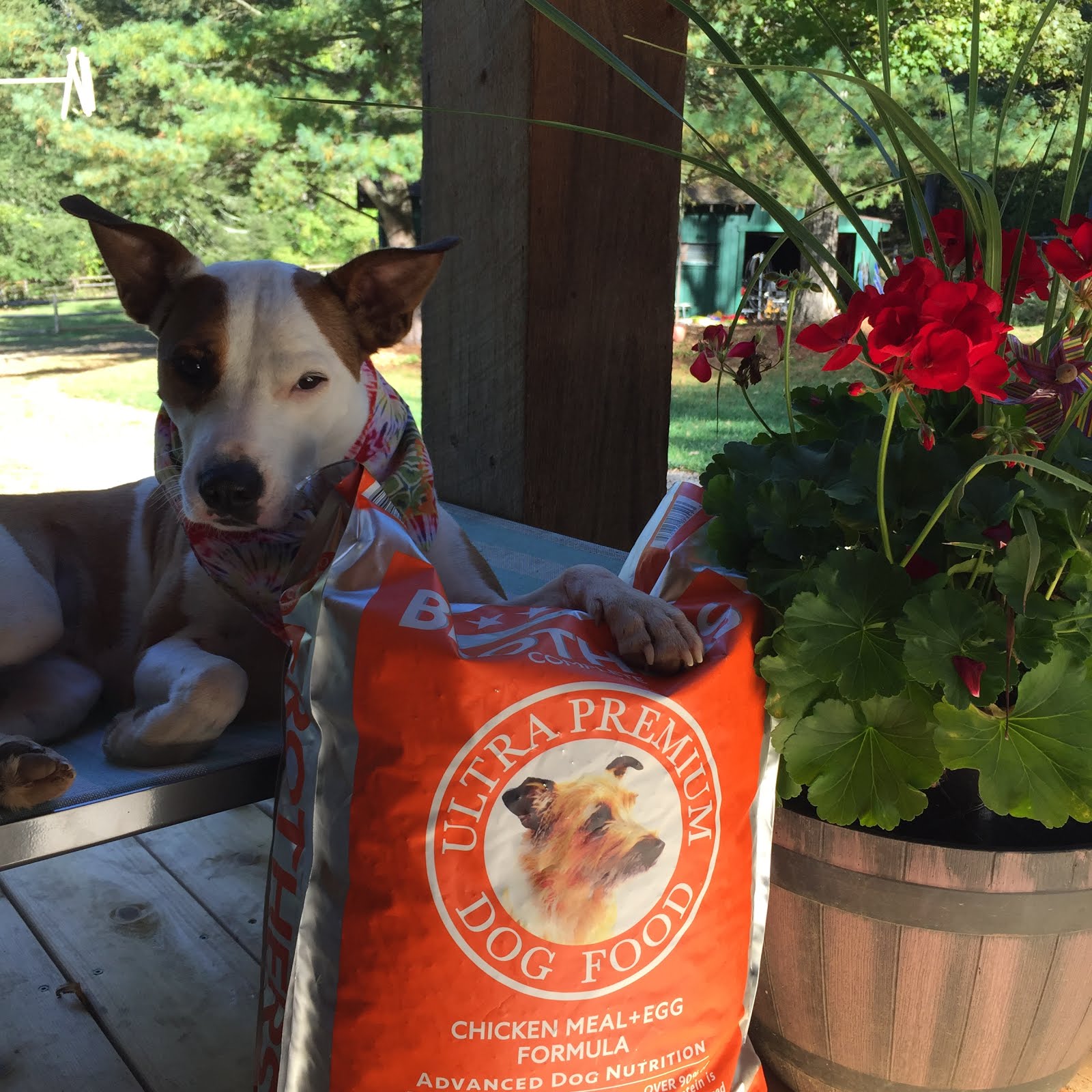 Roxi Foster Dog Adding Raw to kibble as a healthy booster.