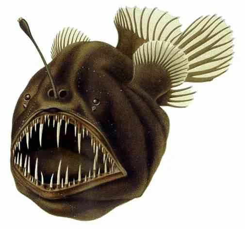 anglerfish-سمك-ابو-الشص