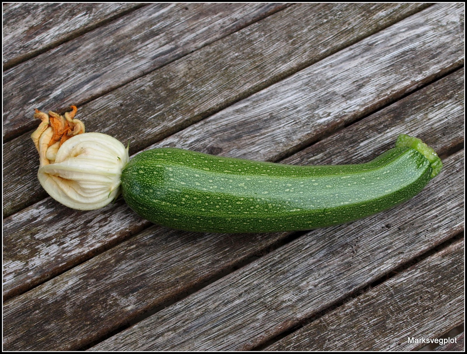 Mark's Veg Plot Harvesting at last!