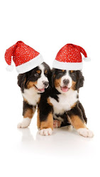 christmas dog puppy merry celular fundo mobile imagens dogs tablet wallpapers tablets puppies cao cachorro