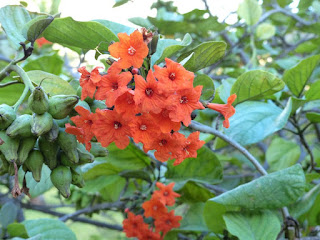 Cordia sebestena - Sébestier - Bois râpe - Mapou rouge Cordia sebestena - Sébestier - Bois râpe - Mapou rouge