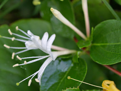 Madreselva (Lonicera periclymenum)de flor blanca