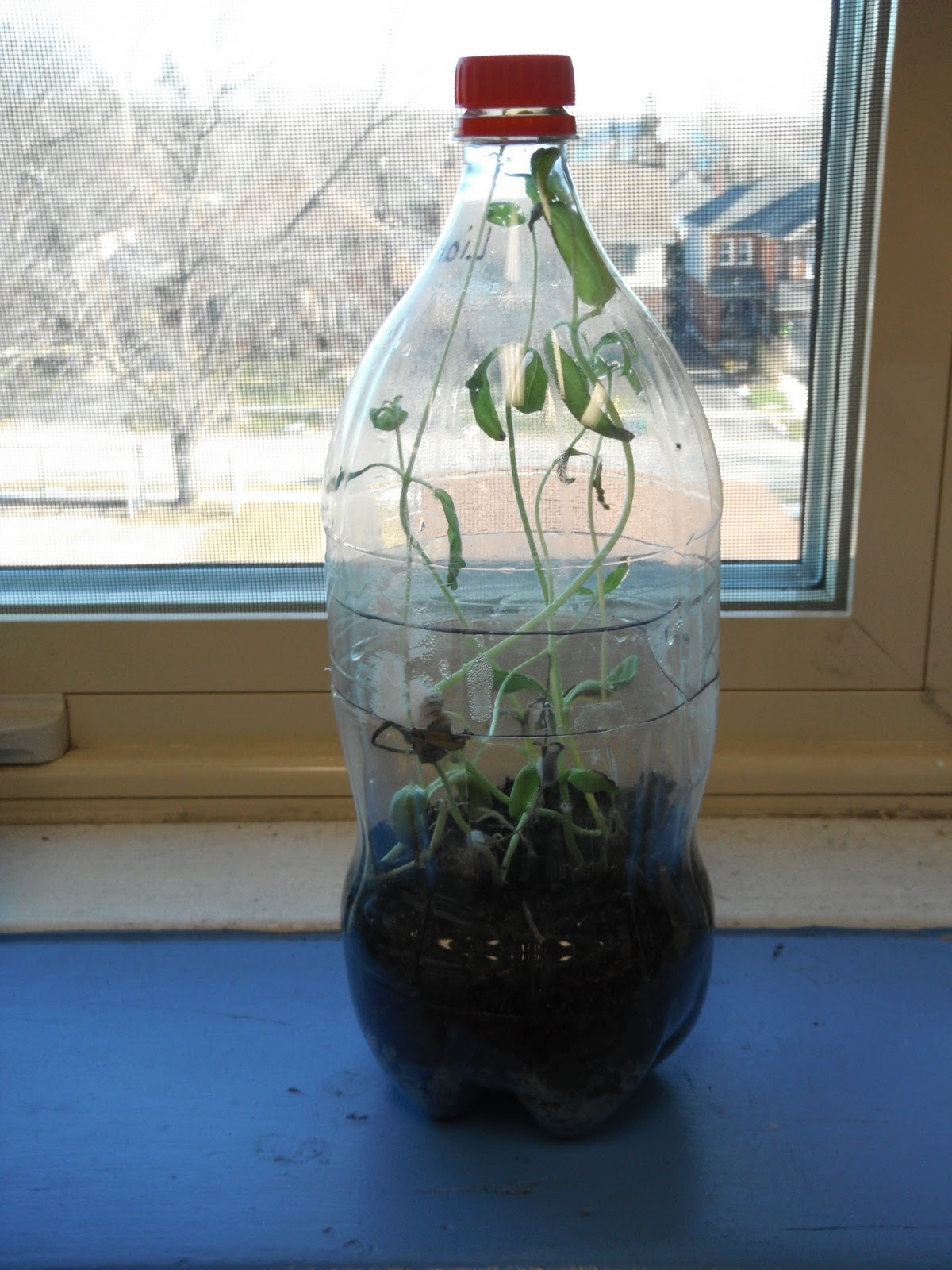 The Smart Cookie Classroom Creating a Terrarium