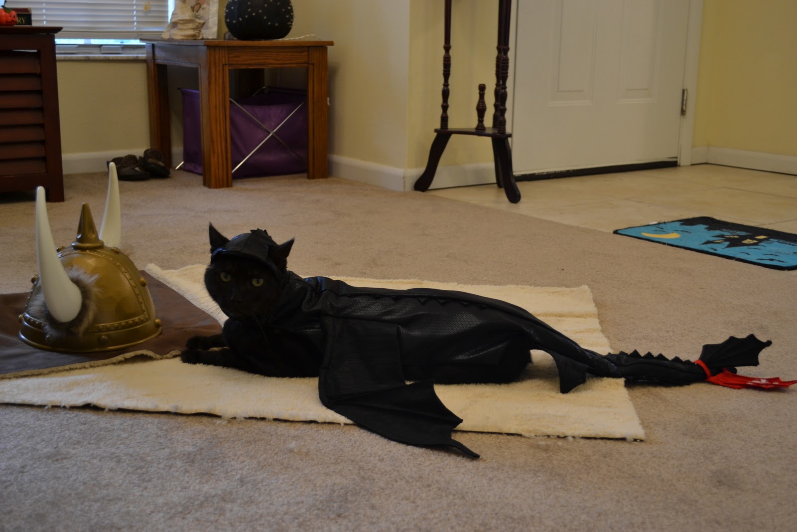 How To Train My Cat 99DEGREE