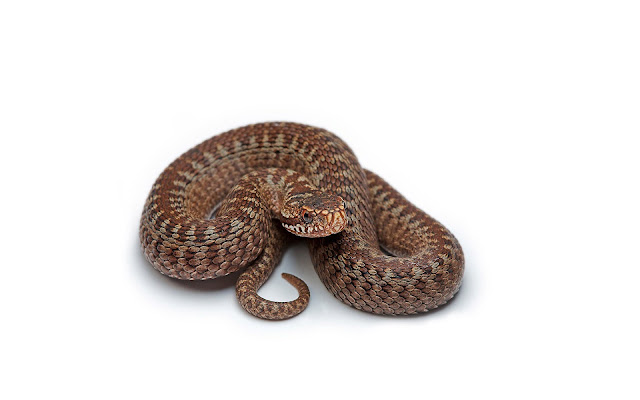 Wallpaper with a brown snake on a white background