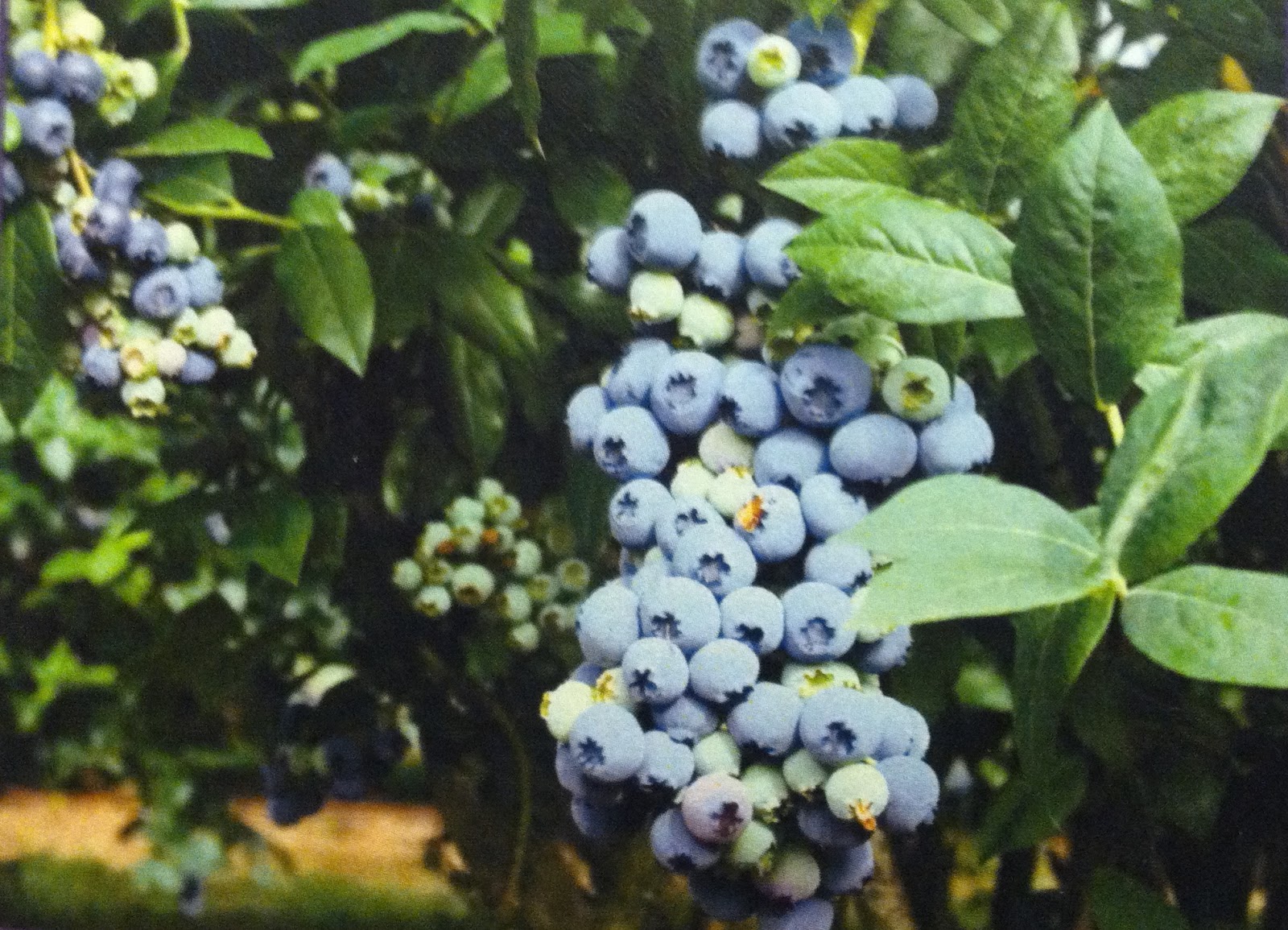 Irish Garden House The Season of Blueberries