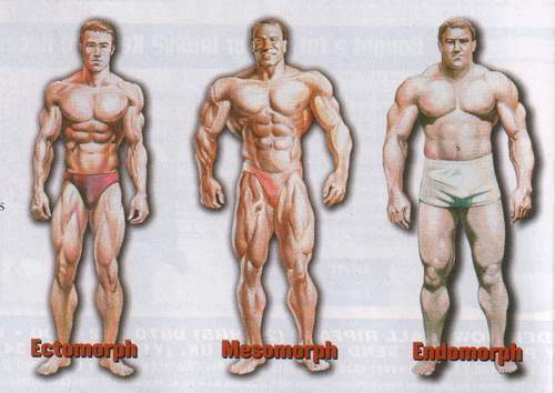 percentuale di grasso corporeo ectomorfo