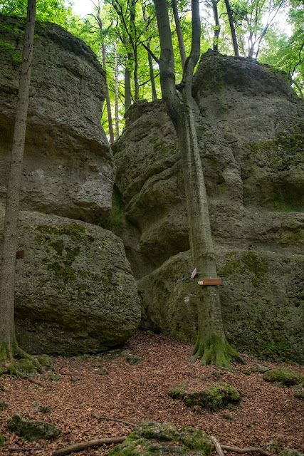 Königstein Rundwanderweg Nr. 18  Steinberg-Rundweg  Amberg-Sulzbacher Land 10