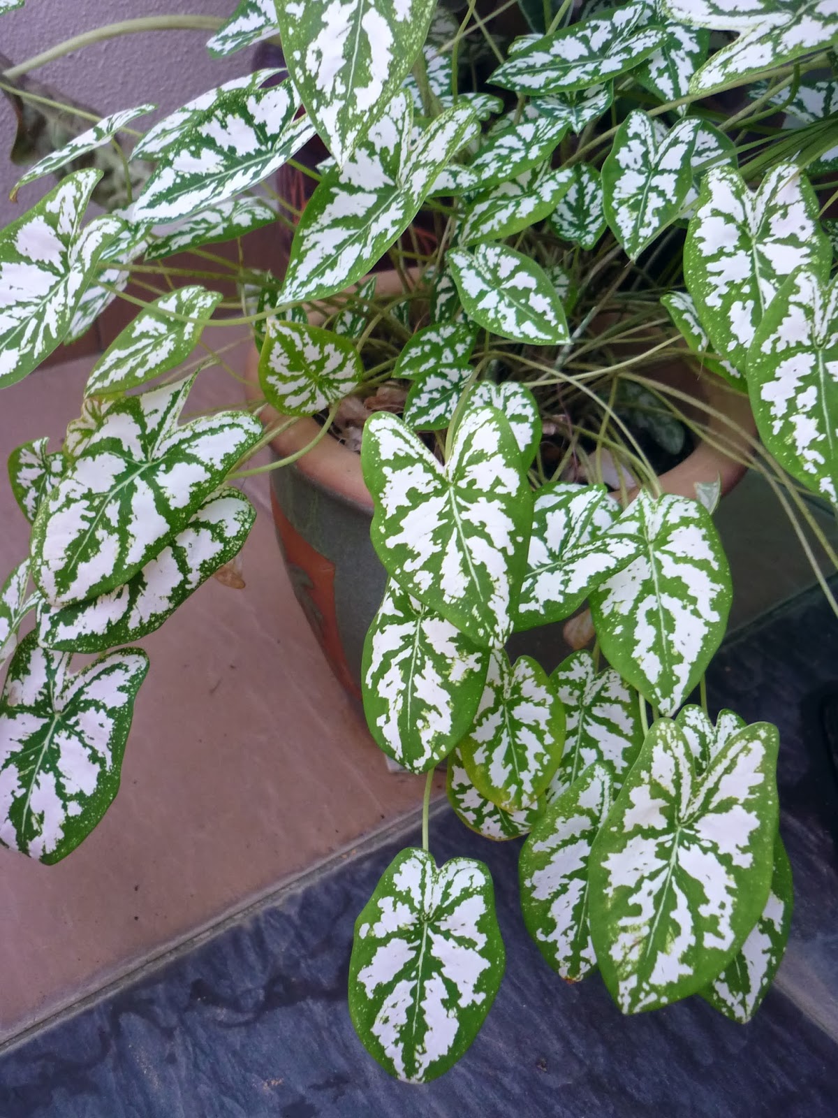 david 3816: Chinese New Year 2014