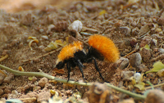 Formiga-de-veludo, essa vespa se destaca por ter o corpo peludo e colorido, variando entre o laranja, vermelho, preto, branco, dourado e o azul. Os espécimes preto e branco são conhecidos como formigas-panda. Como as fêmeas não têm asas, elas se assemelham à formigas de tamanhos que vão de 5 a 50mm, com algumas podendo ser maiores que uma moeda grande. Sua coloração chamativa é um alerta para afastar possíveis predadores.