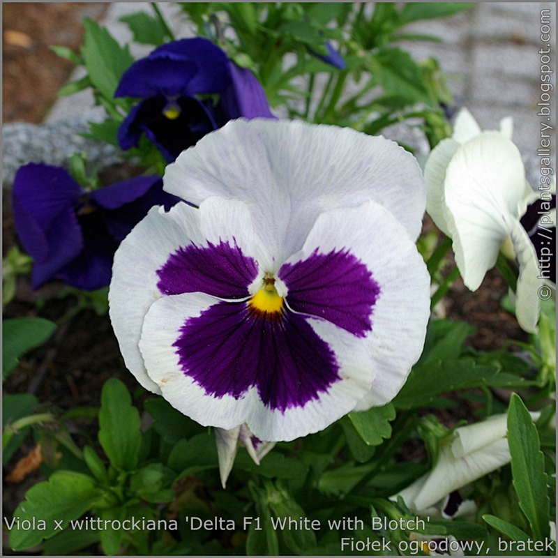 Viola x wittrockiana 'Delta White with Blotch' - Fiołek ogrodowy, bratek  kwiat