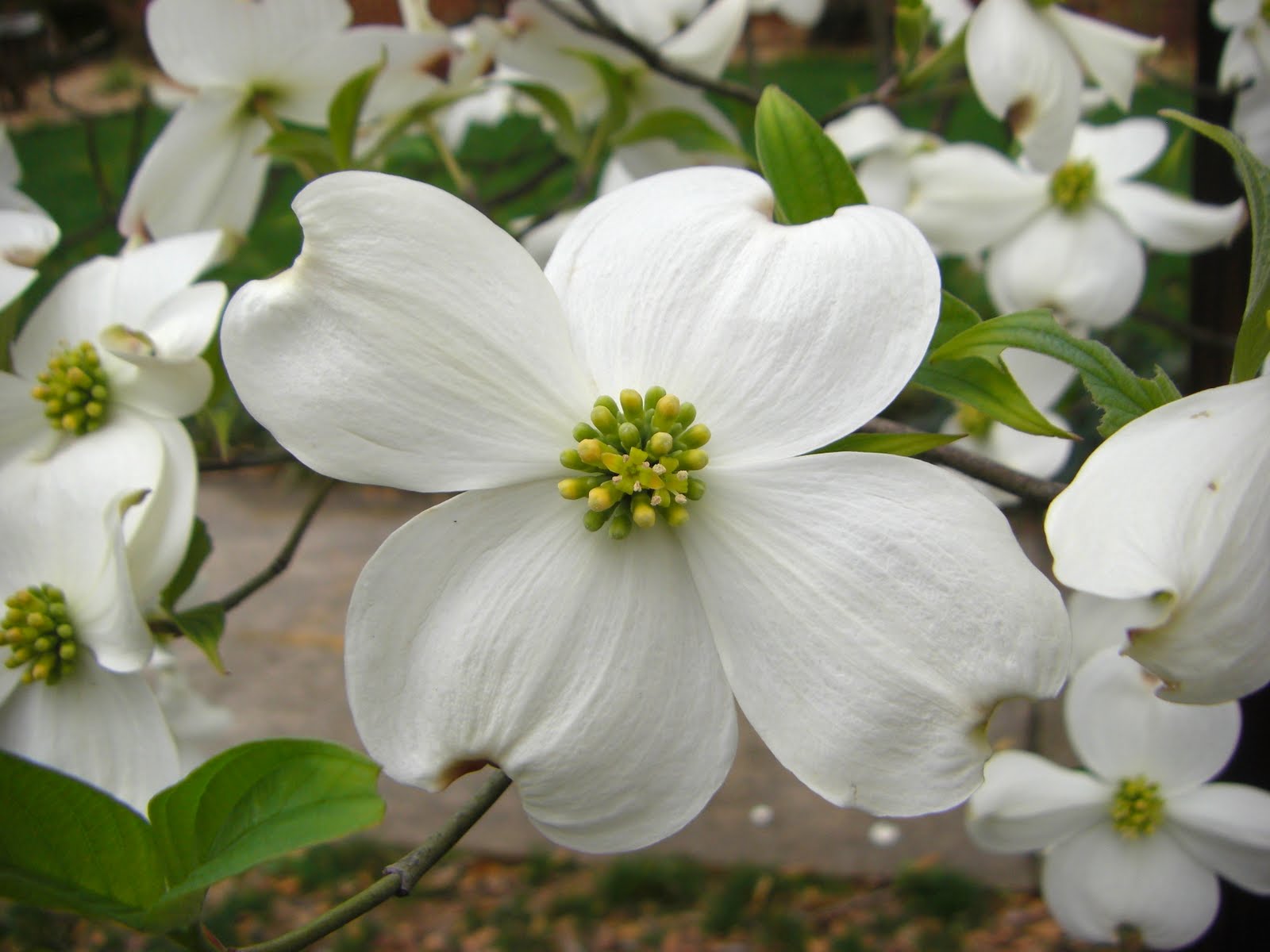 dogwood flower wallpaper dogwood flower wallpaper