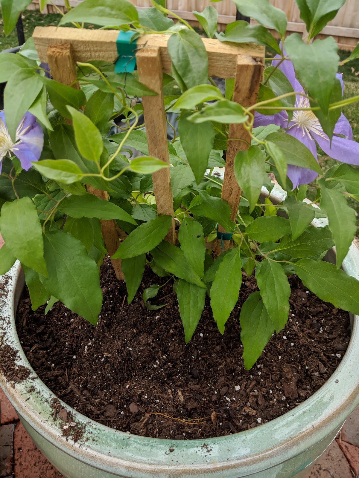 Clematis Vine Planted In Container Spring 2018