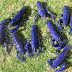 Cherax Tenuimanus : กุ้งมารอน