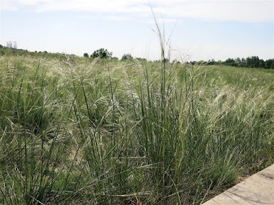 needle-and-threat grass needle-and-threat grass