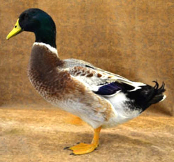 duck breeds, list of duck breeds, different duck breeds