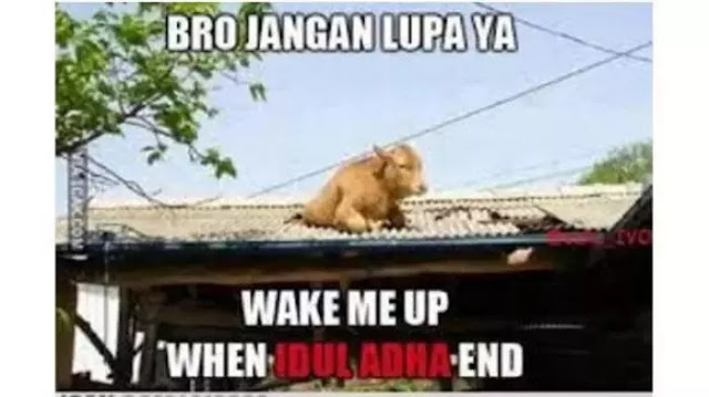 Kumpulan Meme Hewan Kurban Yang Takut Di Sembelih, Ngakak Abis