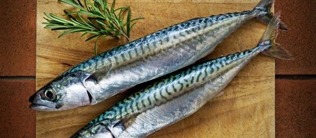 Gambar Ikan Makarel Segar dan Jadi Sarden Kaleng