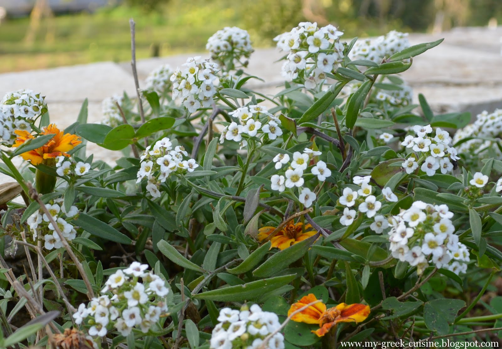 My Greek Cuisine Moschari kokkinisto