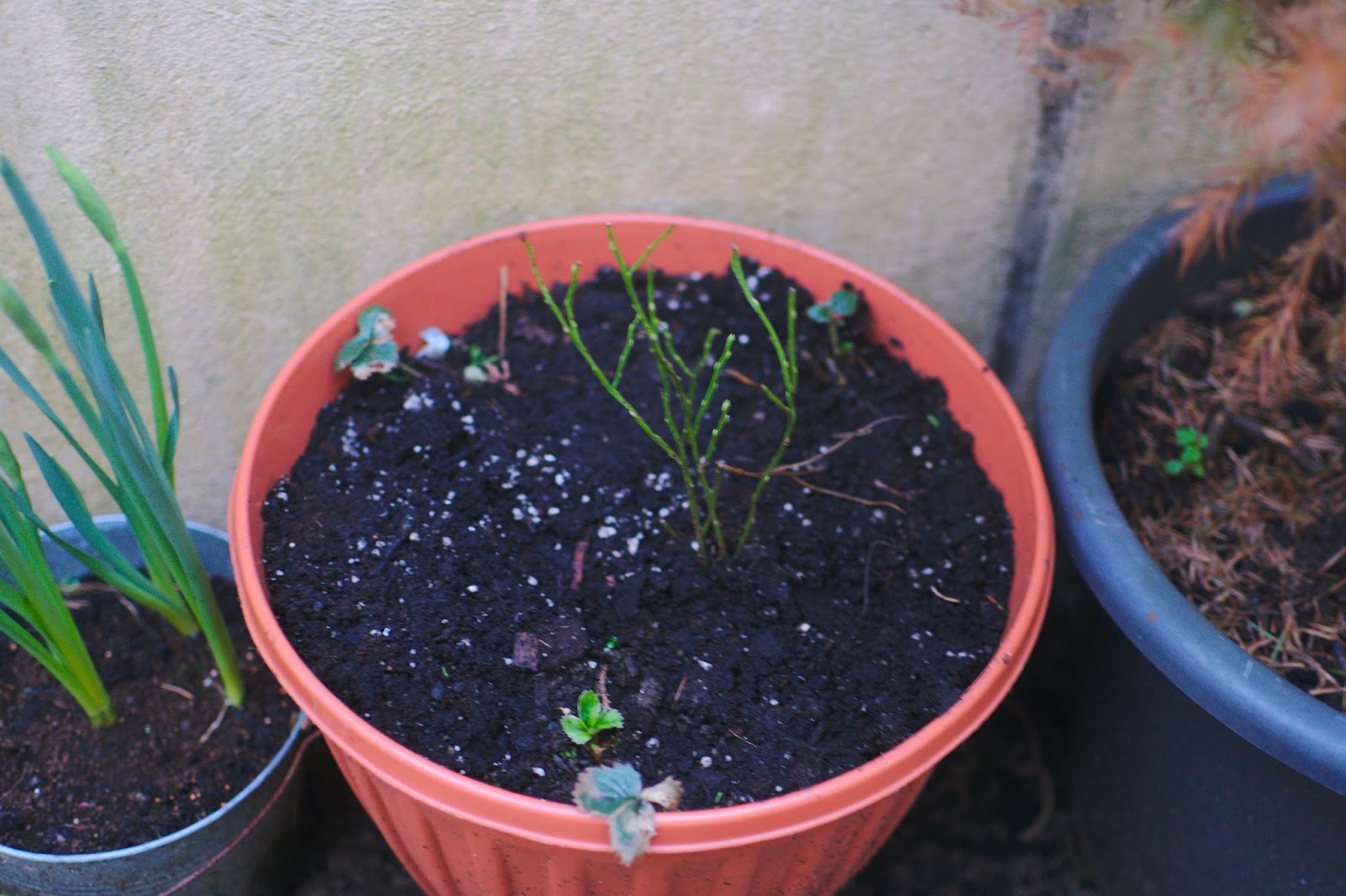 How To Take Cuttings From Strawberry Plants The Garden Of Eaden