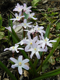 Chionodoxa forbesii 'Pink Giant' Glory of the Snow Toronto Botanical Garden by garden muses-not another Toronto gardening blog