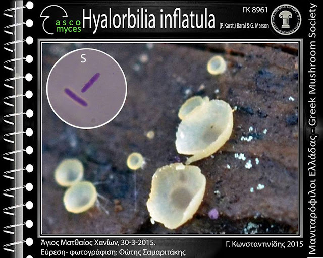 Hyalorbilia inflatula (P. Karst.) Baral & G. Marson