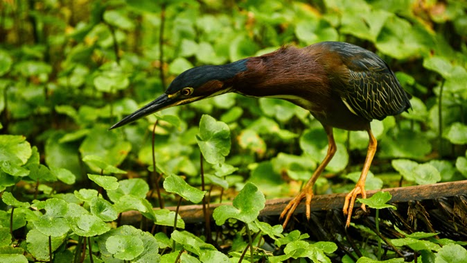 Bird preying in Costa Rica