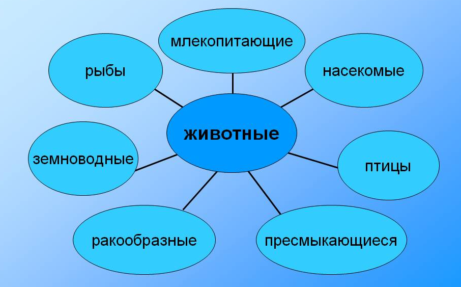Проект разнообразие животных 3 класс окружающий мир