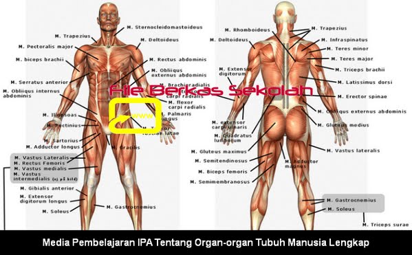 Media Pembelajaran IPA Tentang Organ-organ Tubuh Manusia Media Pembelajaran IPA Tentang Organ-organ Tubuh Manusia