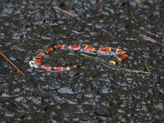 Coral Snake Red On Black Friend Of Jack Coral Snake Red On Black Friend Of Jack
