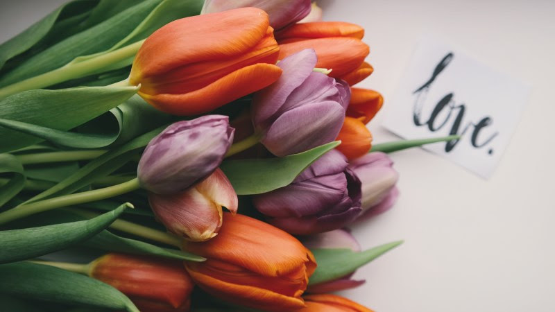 Tulips Offered From Love
