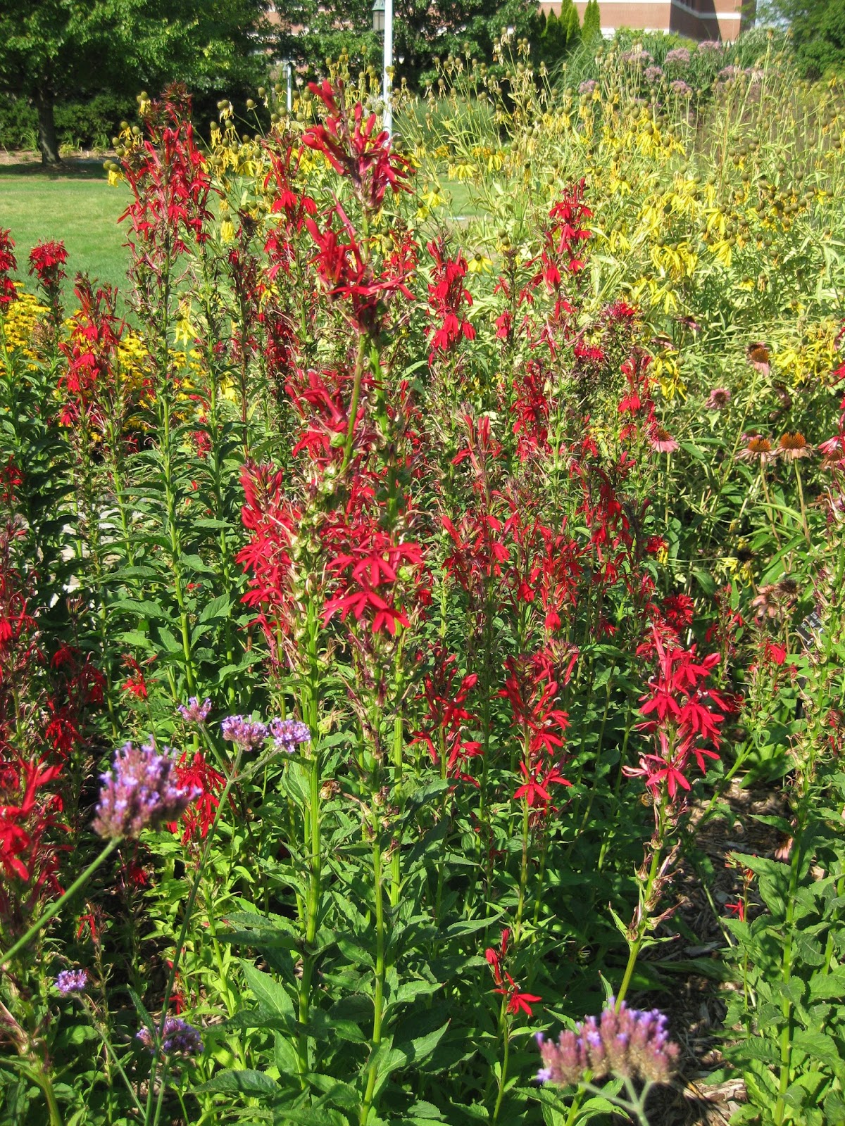 Rotary Botanical Gardens Hort Blog Classic Cardinal Flower