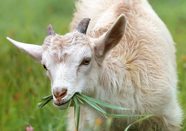 How To Start Goat Farming In Nigeria