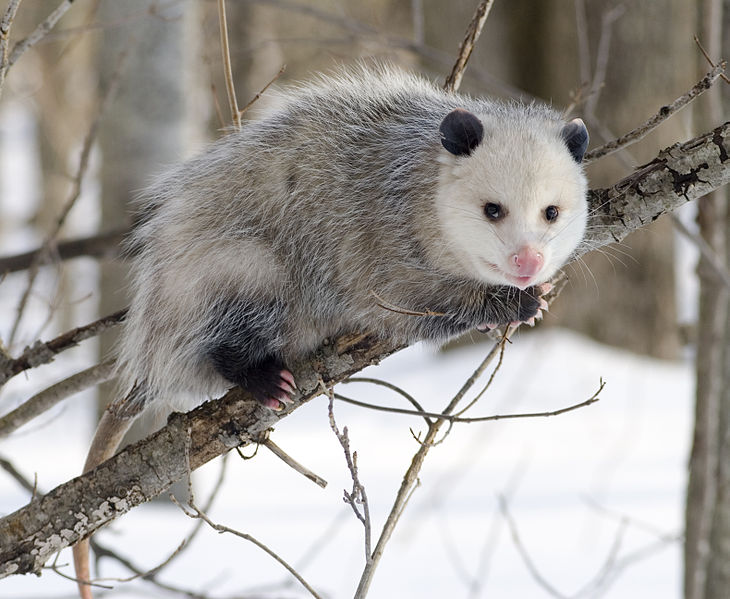 Mammals Animals: Opossum