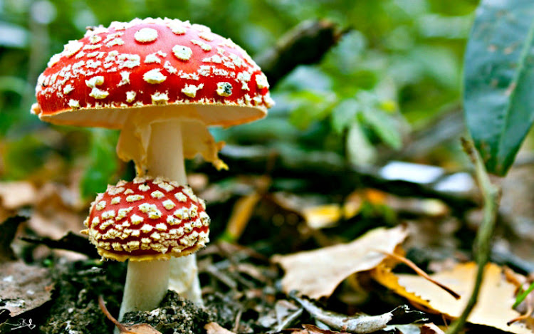 Sistemática Vegetal Sistemática Vegetal