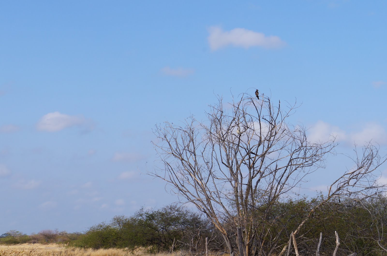 A acauã na caatinga