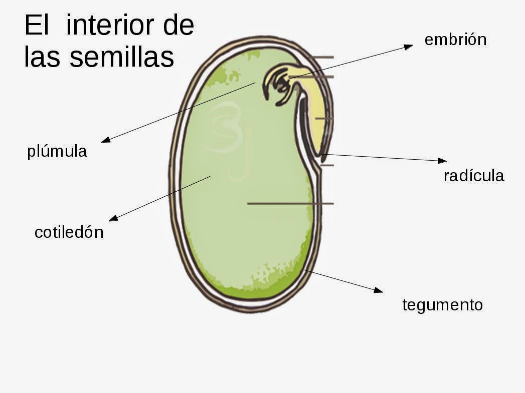 Los Hechiceros del Mundial Los Hechiceros del Mundial