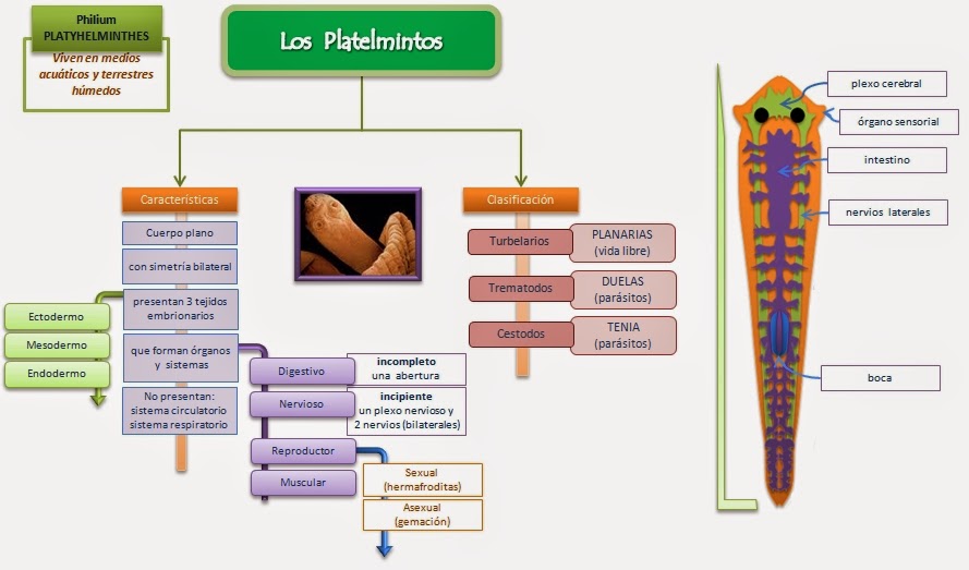 diagrama de platyhelminthes intraductal papilloma excision procedure