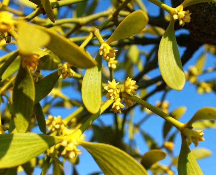 Vu par MamLéa: Le gui et le saule